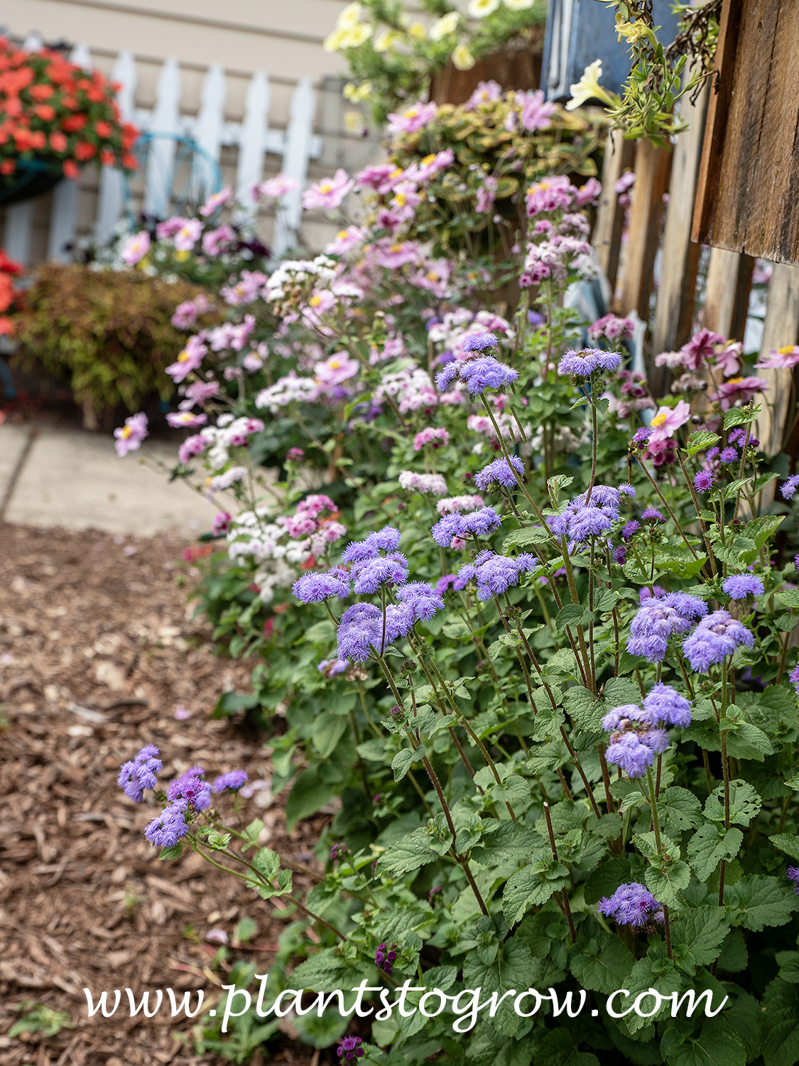 Ageratum Timeless Mixture (Ageratum houstonianum) 
These plants were growing in front of a south-facing fence that received varying degrees of shade depending on the time of day.